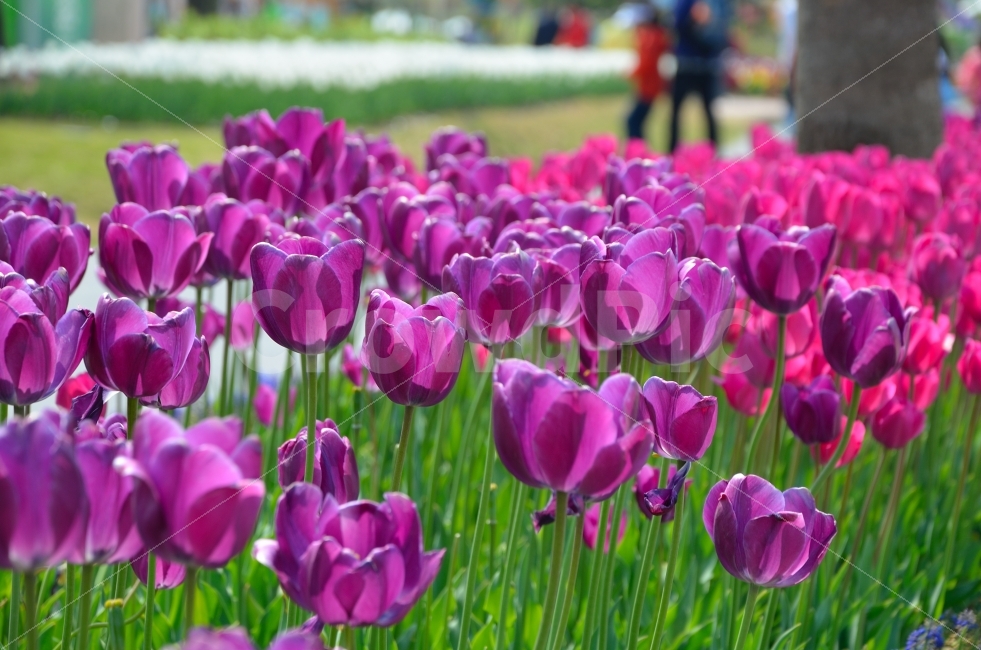 튤립,국제정원박람회,식물,꽃,자연,순천,봄,계절,spring,season,식물,자연,plants,nature,꽃,flower,plant