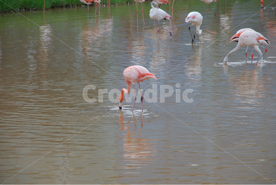 홍학,플라밍고,물새,새,동물,동물,animal,조류,새,birds