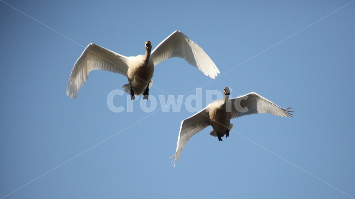 animal,동물,bird,새,고니,백조,swan,큰고니,동물,animal,조류,새,birds