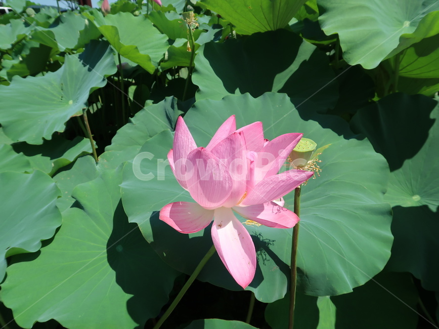 꽃,식물,연꽃,flower,lotus,blossom