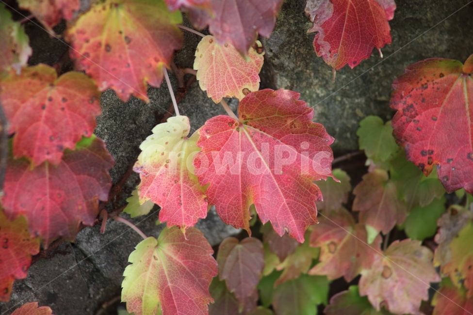 단풍,담쟁이,식물,가을,redleaves,Bostonivy,가을,계절,fall,autumn,season,식물,자연,plants,nature,leaf,잎,plant,tree,나무,maple