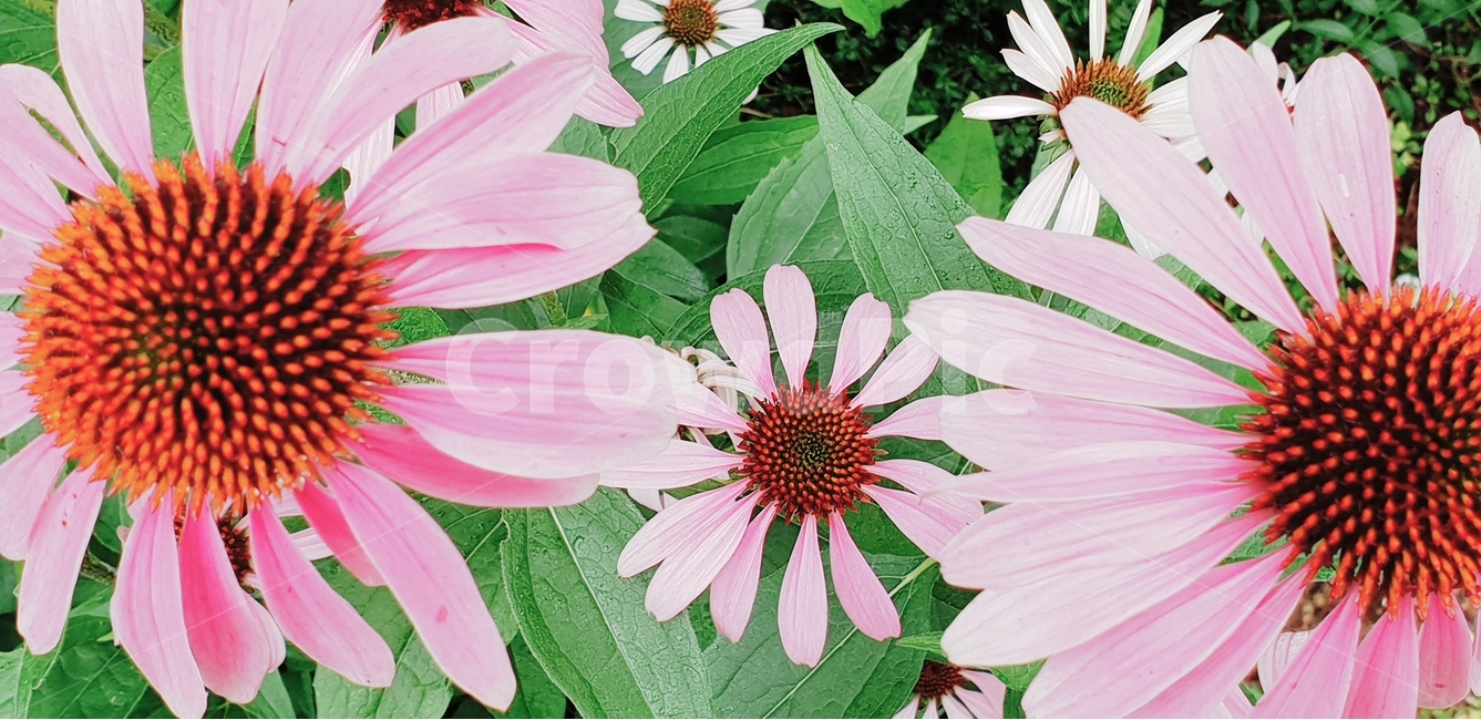 green,natural,연두,식물,에키네시아,분홍,pink,여러해살이,다년생,배경,배경이미지,배경화면,색감,바탕,텍스쳐,질감,패턴,이미지,식물,자연,plants,nature,꽃,flower