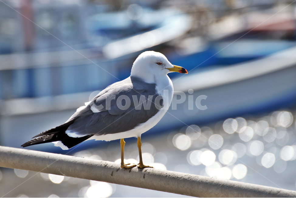 갈매기,새,조류,바다,동물,한마리,동물,animal,조류,새,birds