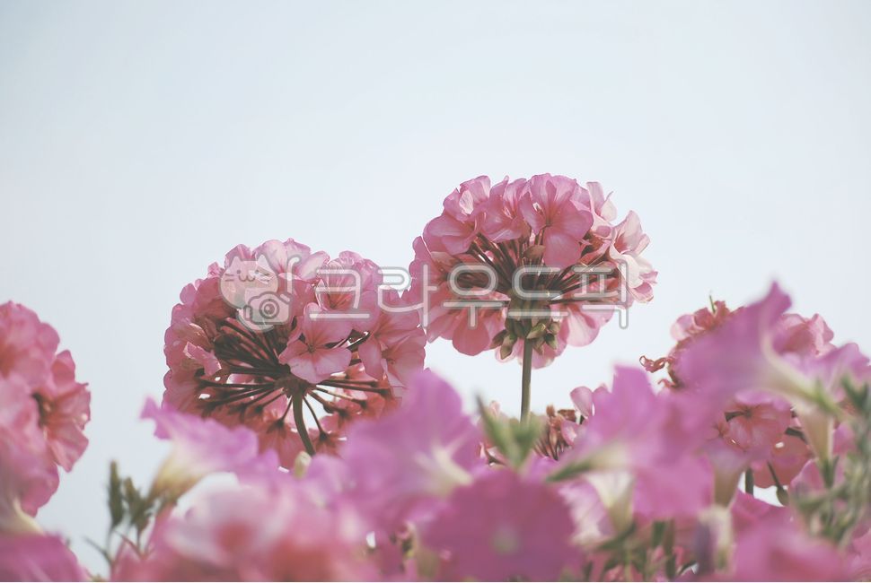 flower,꽃,petal,꽃잎,핑크꽃,감성,몽환적,mood,pink