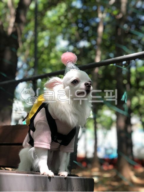 강아지,반려견,반려동물,애견,공원,산책,치와와,하얀강아지,화이트치와와,puppy,dog,꼬깔,동물,animal,포유류,mammal,개,강아지,dog,doggy