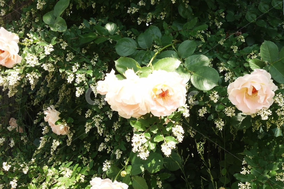 꽃,장미,하얀장미,감성사진,자연,풍경,풍경사진,flower,rose,여름,식물,자연,plants,nature,꽃,flower,감성,sensible,feeling