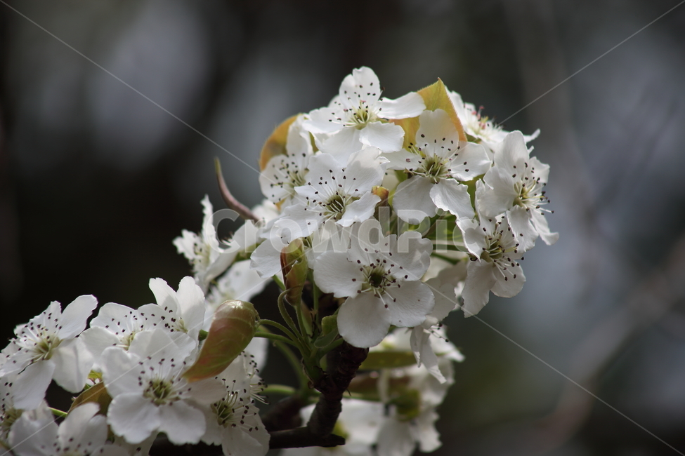 배꽃,배나무,꽃,봄,peartree,돌배꽃,PearBlossom,Pyruspyrifolia