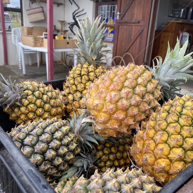 plant,food,pineapple,fruit,mart,식물,음식,파인애플,과일,시장,음식,식재료,요리,food,cook,meal,dishes,food reserves