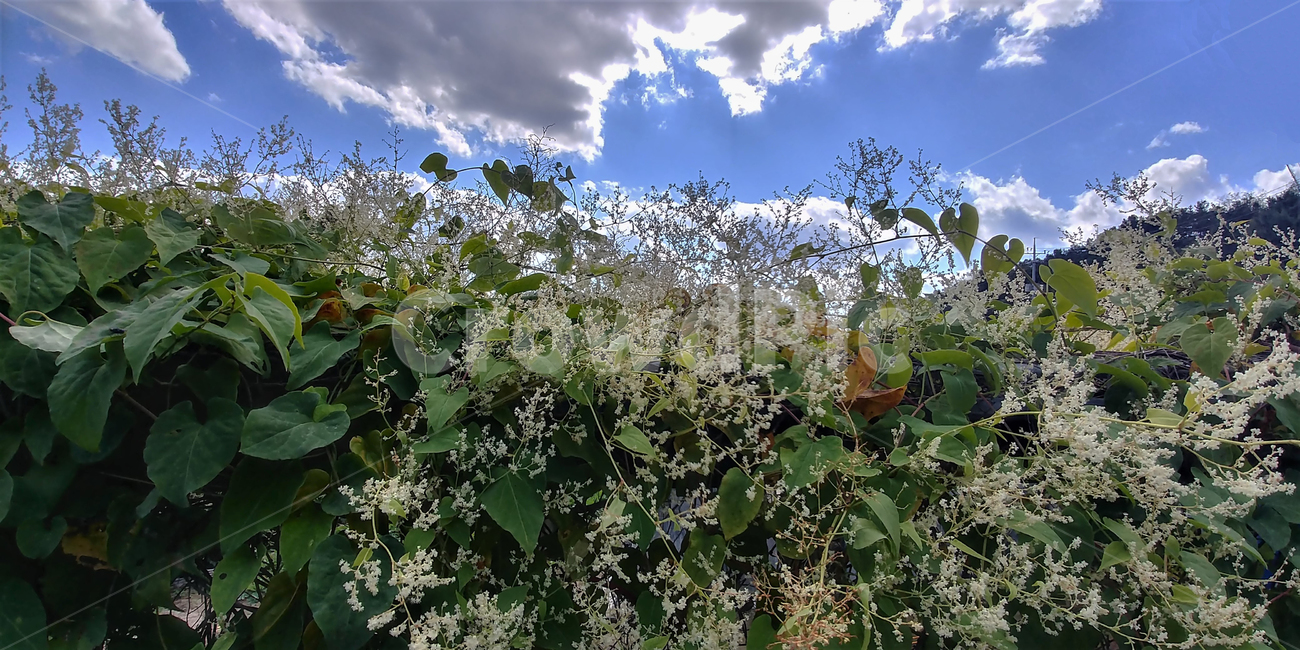 적하수오,하수오,마디풀과,덩굴식물,약용식물,밀원식물,식물,자연,plants,nature