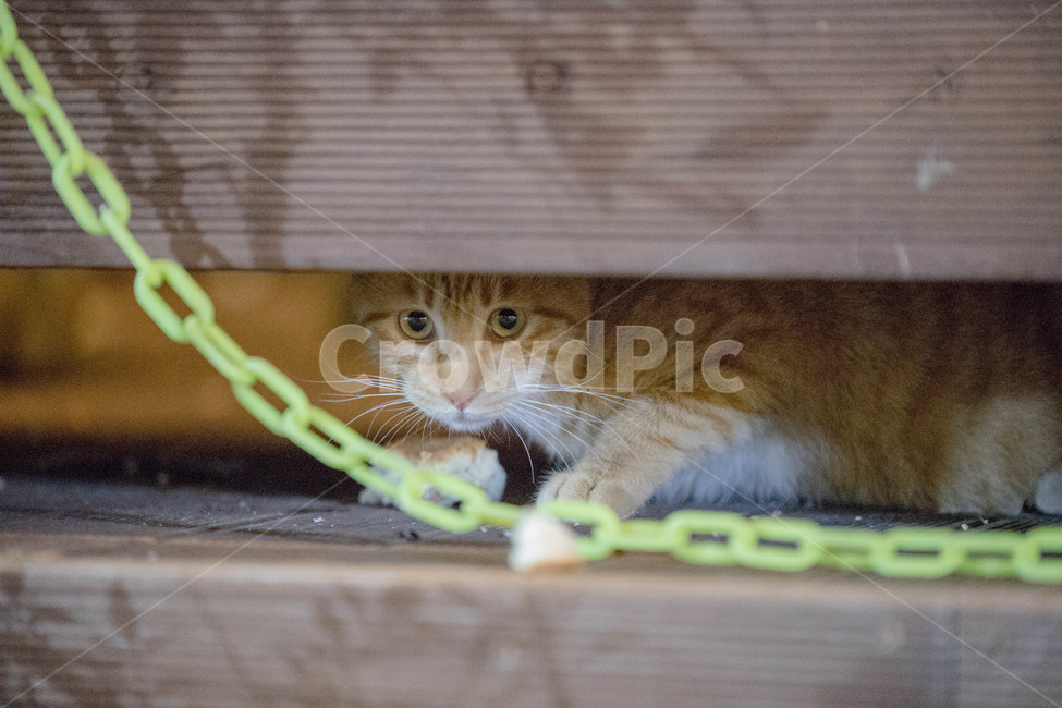 고양이,길고양이,동물,cat,pet,애완동물,포유류,동물,animal,포유류,mammal,고양이,cat,kitten,kitty