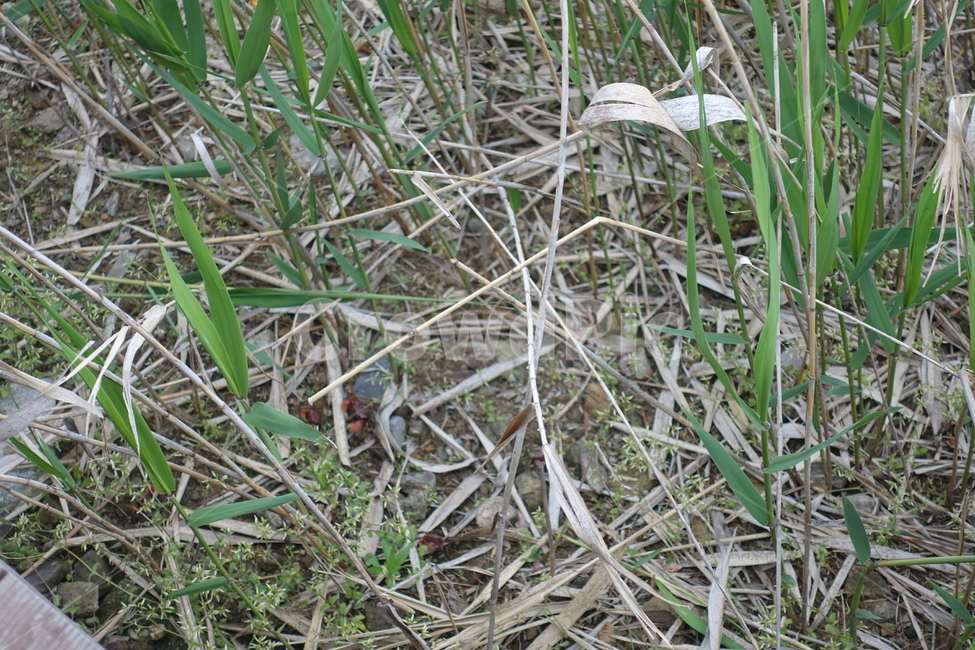 순천,순천만,습지,plant,식물,grass,잔디,게