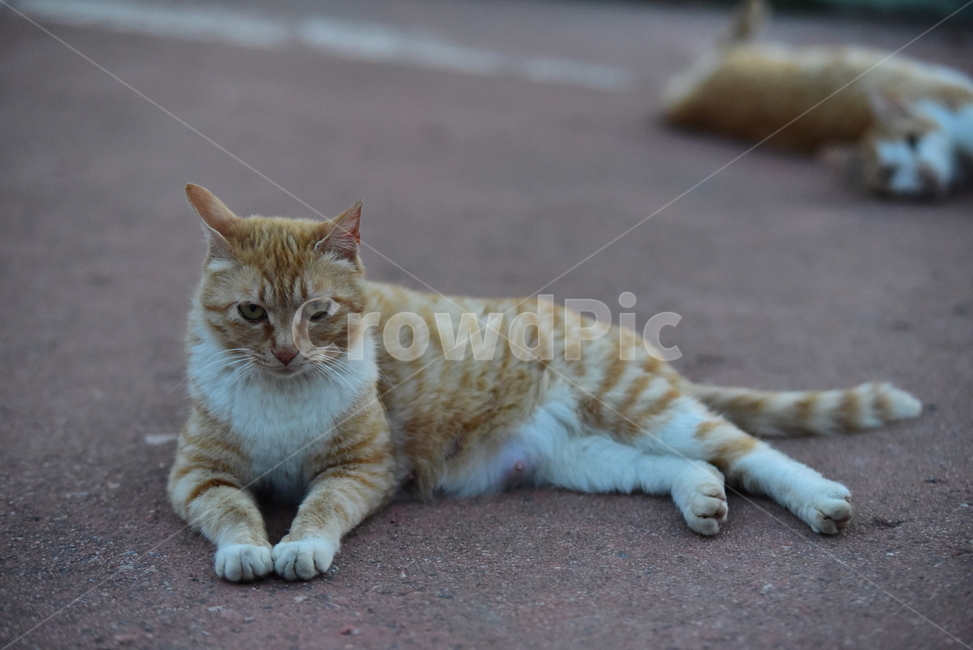 고양이,길고양이,길냥이,반려동물,동물,노랑이,야옹이,귀여운,줄무늬,포유류,animal,cat