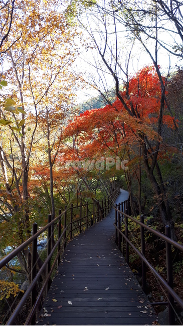 산책로,다리,bridge,풍경,나무,단풍
