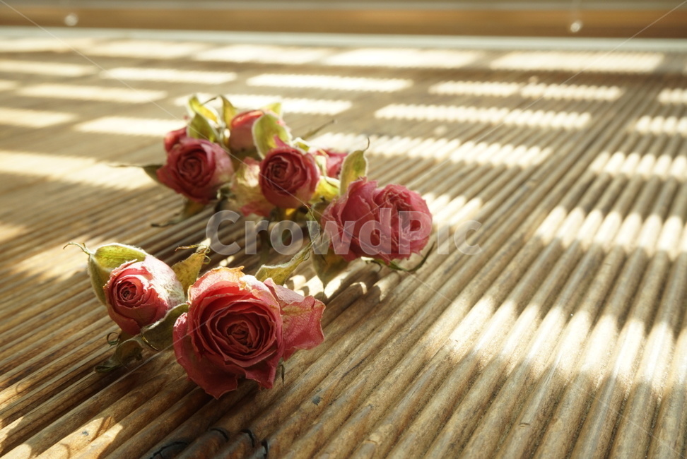 드라이플라워,말린꽃,장미,색빠진,분홍장미,꽃,flower