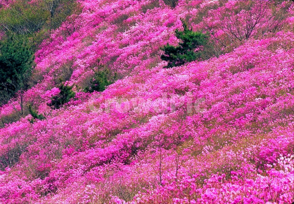 진달래밫,꽃잔치,봄꽃,꽃소식,진달래,우리꽃,한국적,분홍색,핑크색,식물,나무,토종,4월,3월,봄소식,시안,광고,디자인,디자이너,사보,카다로그,뉴스레터,브로셔,리플렛,잡지,홍보,마케팅,전단,출판,편집,바탕,배경,백그라운드,두견화,sns,ebook,flowers,spring,season,계절,시즌,꽃송이,꽃망울,산,마운틴,봄,계절,spring,season,자연,풍경,nature,landscape,한국자연풍경,한국자연경관,korea nature landscape