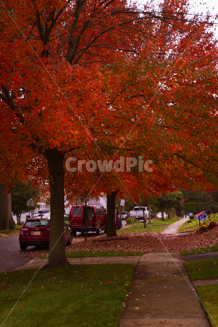 plant,vehicle,automobile,tree,나무,maple,단풍,교통,transportation,car,차,자동차,차량,가을,계절,fall,autumn,season,식물