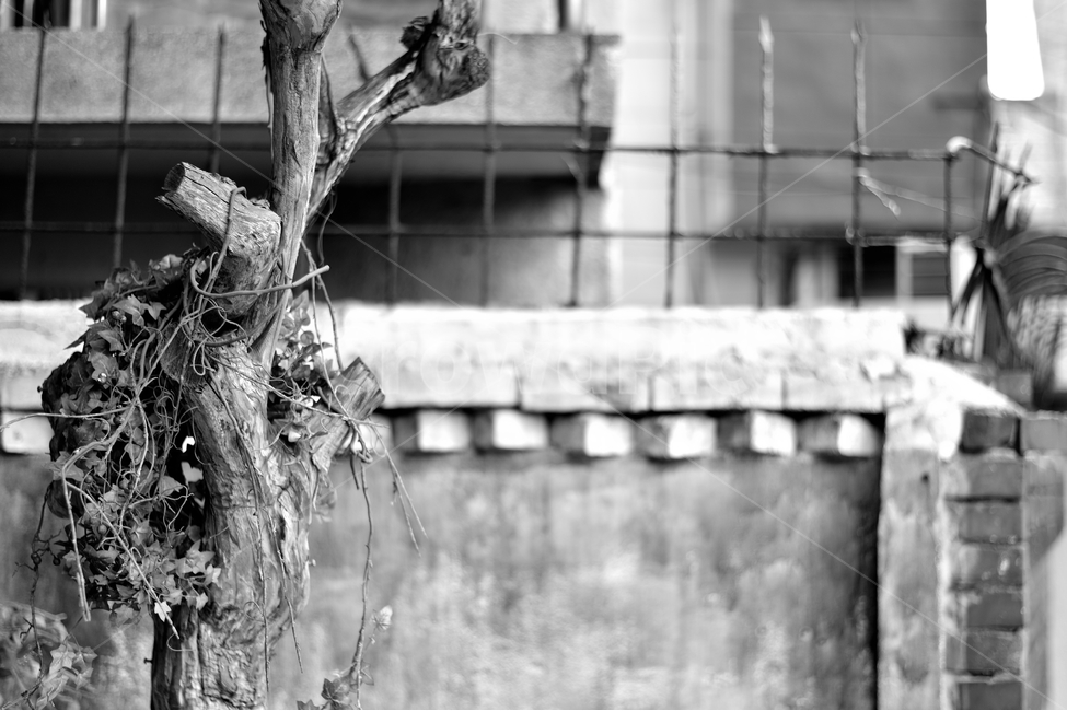흑백사진,monochrome,plant,식물,담벼락,담장,흑백,쓸쓸함
