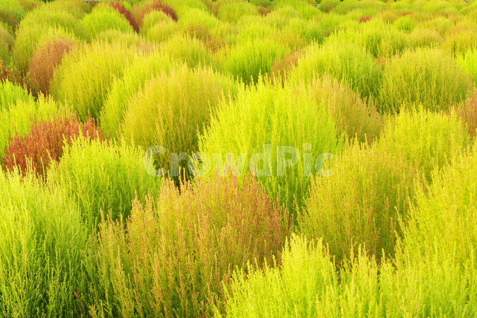 댑싸리,꽃댑싸리,코키아,녹색,적색,식물,자연,plants,nature