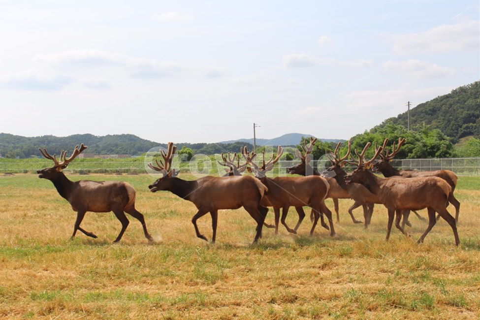 사슴,영양,고라니,야생동물,평원,사슴떼,deer,animal,포유류,동물