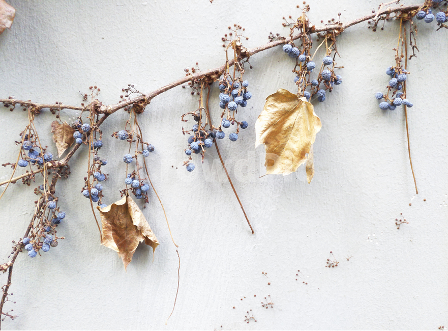 벽,배경,background,grey,시멘트,회색,잎,식물,낡은,vintage,마른,dry,자연,natural,wall