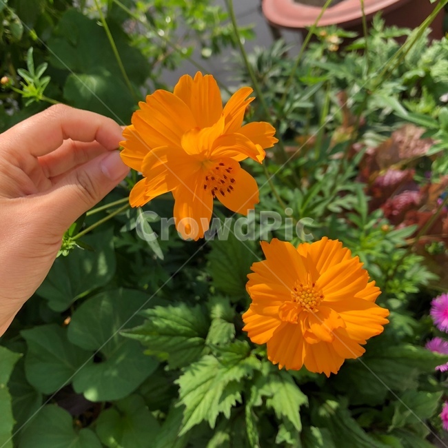 꽃,화분,집화분,주황꽃,주황색