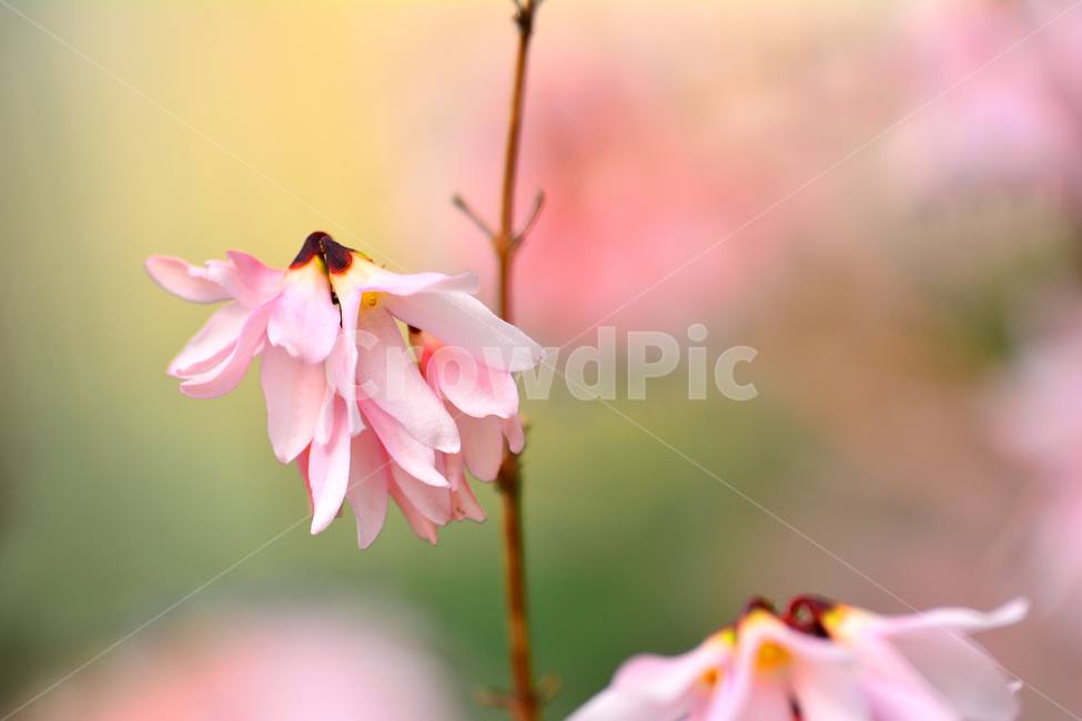 pink,miseon tree,March,april,shrub,spring flowers,spring,native,affix,season,light pink flower,Korean specialty plants,bokeh of light,macro,close up,flowers,pink flower,closeup,background,plant,pink forsythia,bokeh