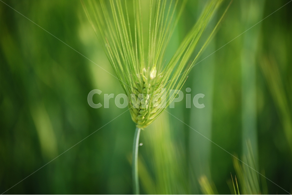 식물,잔디,초목,강아지풀,풀,초록,아웃포커싱,plant,grass,vegetation,식물,자연,plants,nature