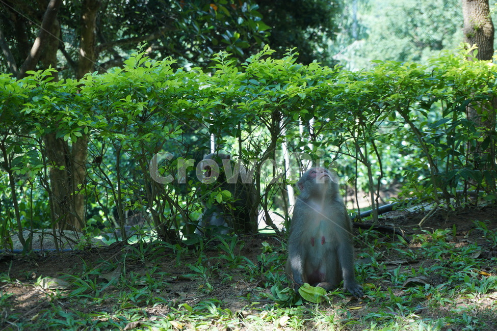 animal,monkey,원숭이,자연,동물,동물,animal,포유류,mammal