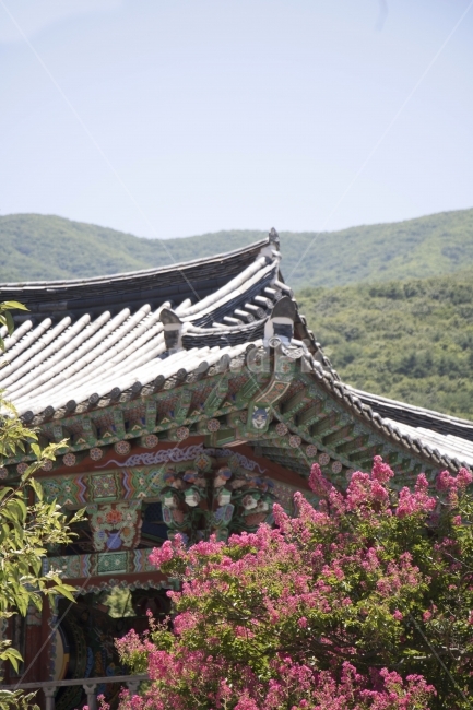 배롱나무,백일홍,목백일홍,한옥,전통가옥,사진,단독사진,디자인,소스,포토,사진자료,배경,배경사진,백그라운드,한국,동양,아시아,전통,풍경,자연,환경,실외,낮,아침,식물,꽃,봉오리,꽃봉오리,잎,꽃잎,꽃나무,6월,7월,여름꽃,아웃포커스,접사,근접,여름,녹색,야외,핑크,분홍,빨강,빨간색,지붕,한국전통,한국문화,korean traditional,korean culture,식물,자연,plants,nature,꽃,flower