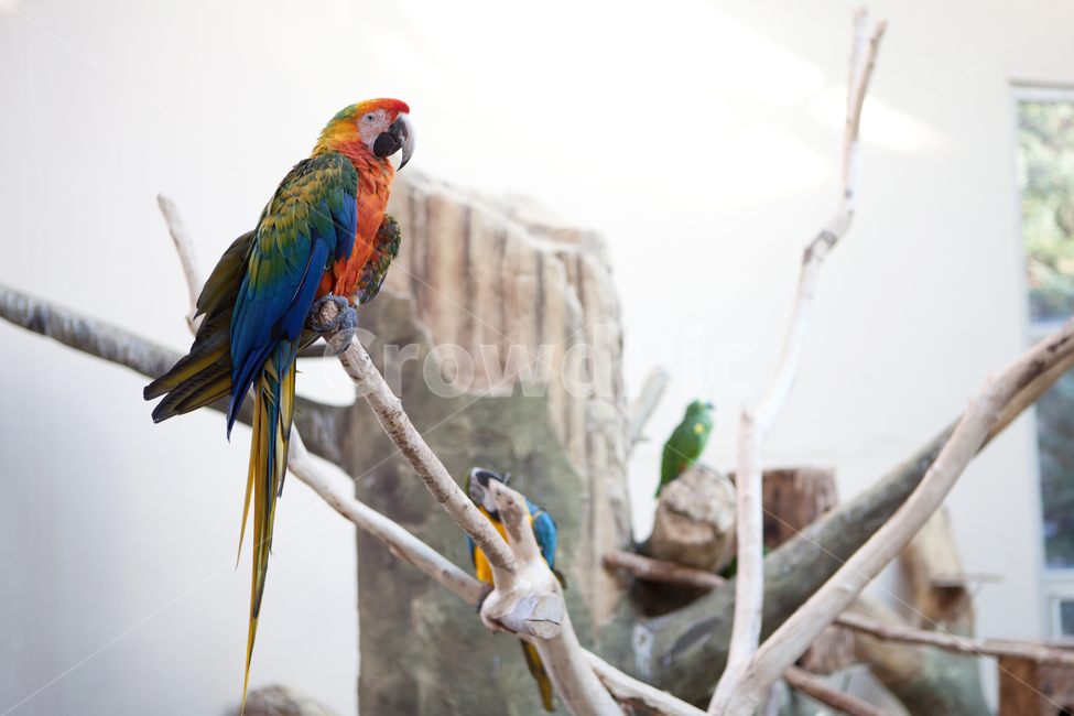 동물원,큰새,왕관앵무,animal,동물,bird,새,parrot,앵무새,macaw,동물,animal,조류,새,birds