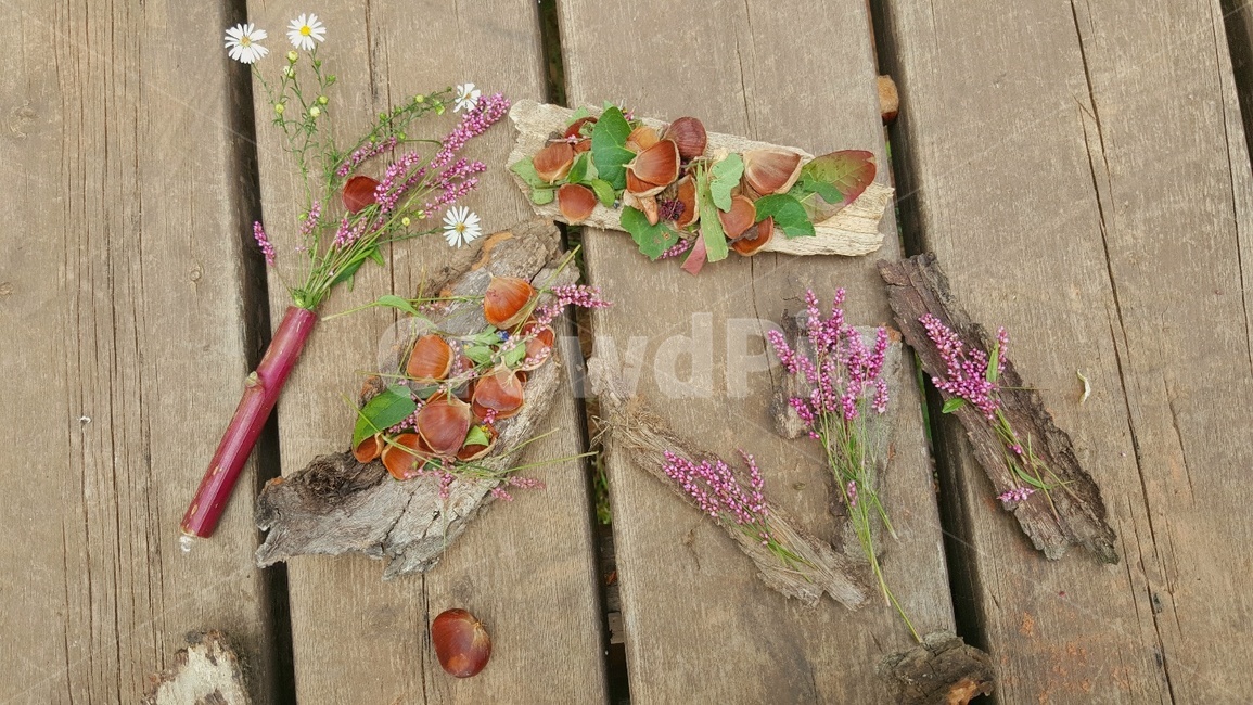 plant,식물,wood,감성,가을,밤,꽃,식물,자연,plants,nature,꽃,flower