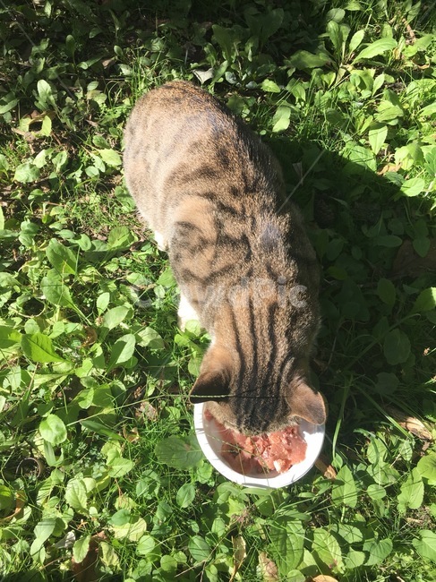 길고양이,고양이,동물,귀여움,cat,동물,animal,포유류,mammal,고양이,cat,kitten,kitty
