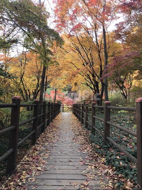 railing,난간,단풍,가을,나무,식물