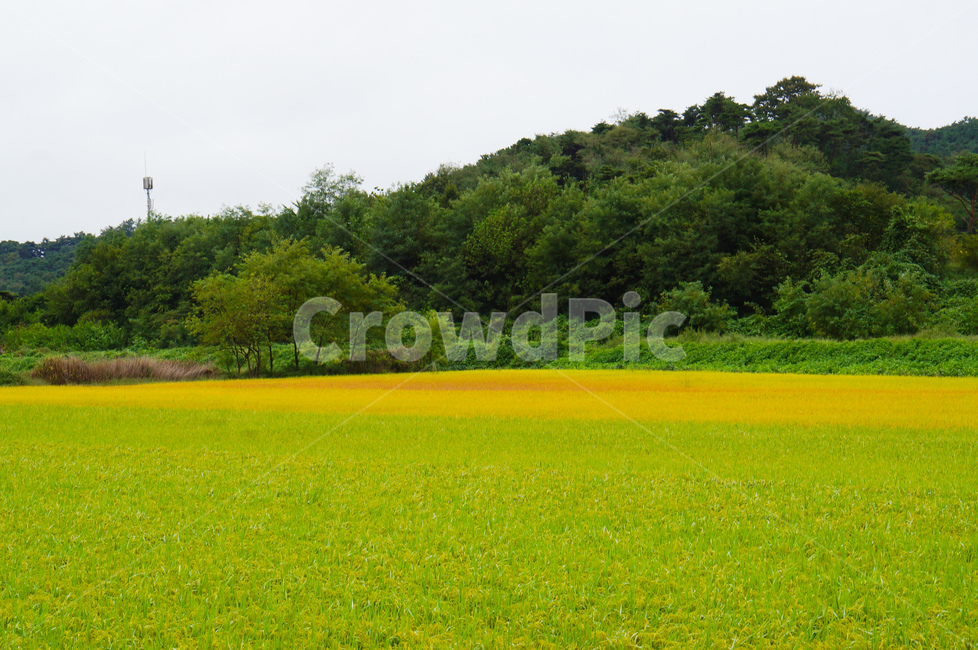 논,벼,시골,산,풍경,노랑,연두,자연,풍경,nature,landscape,outdoors,옥외,grassland,목초지,field,들,farm,농장,rural,농촌,meadow
