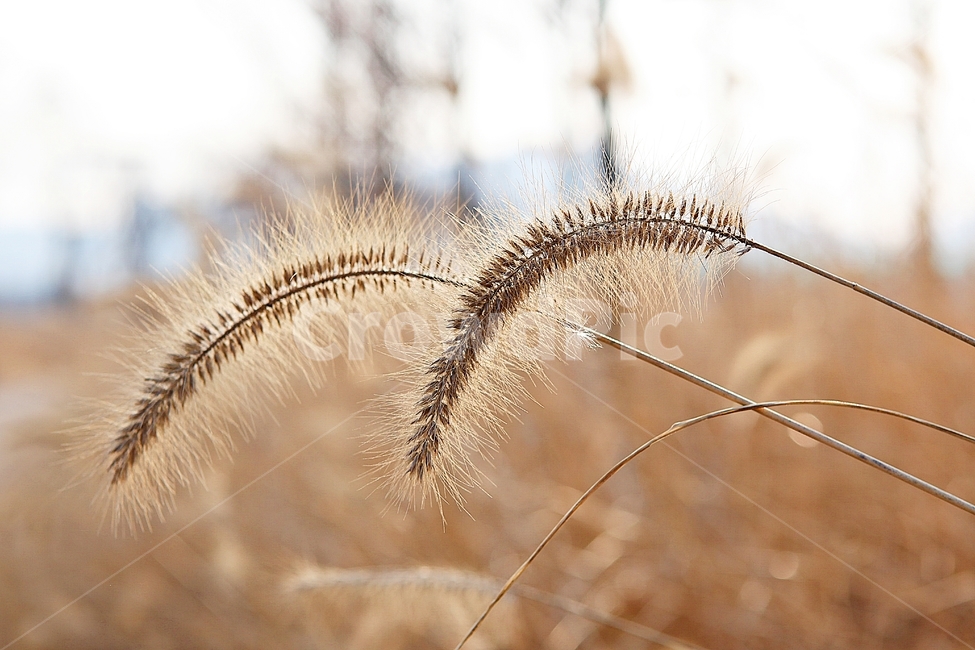 강아지풀,강아지풀꽃,꽃,잡초,가을,풀,공원,야외,가을,계절,fall,autumn,season,식물,자연,plants,nature