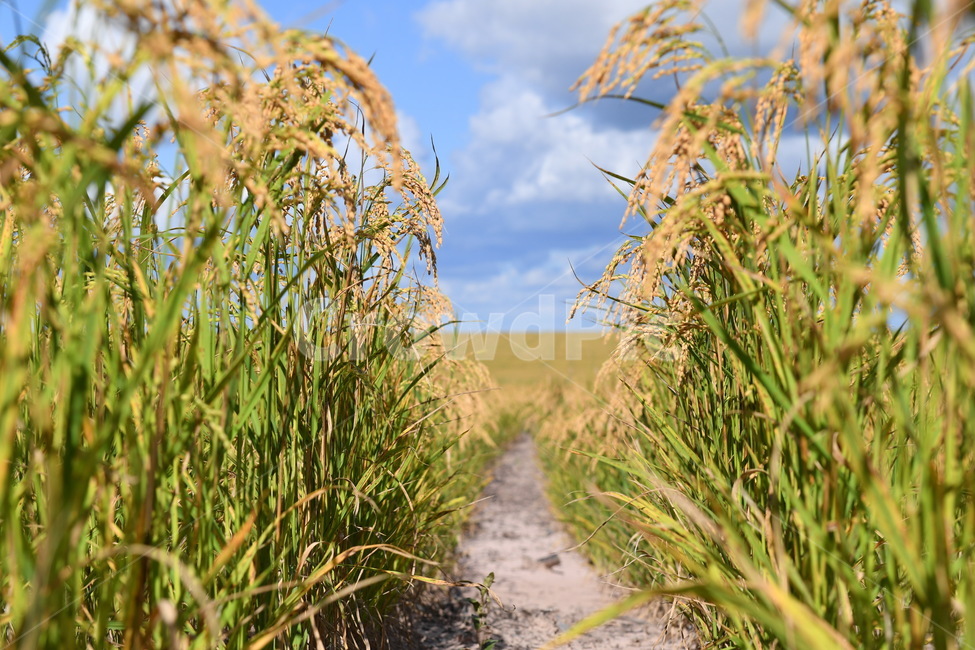벼,쌀,하늘,구름,흙,plant,식물,곡류,곡식,cereals,농업,농사,agriculture,farming,farming industry