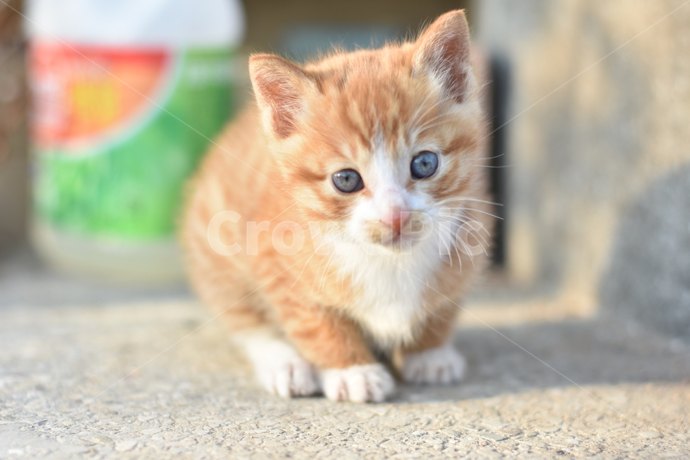 kitten,고양이새끼,animal,동물,pet,고양이,cat,포유류,mammal,애완동물,애니멀,웃음,개,자연,dog,휴식,국내,해외,순종,번식,초상화,모피,흰색,갈색,doggy,벡터,펀,일러스트레이션,행복한,먼곳,반려동물,귀여운,배경,스튜디오,친구,동물,animal,포유류,mammal,고양이,cat,kitten,kitty