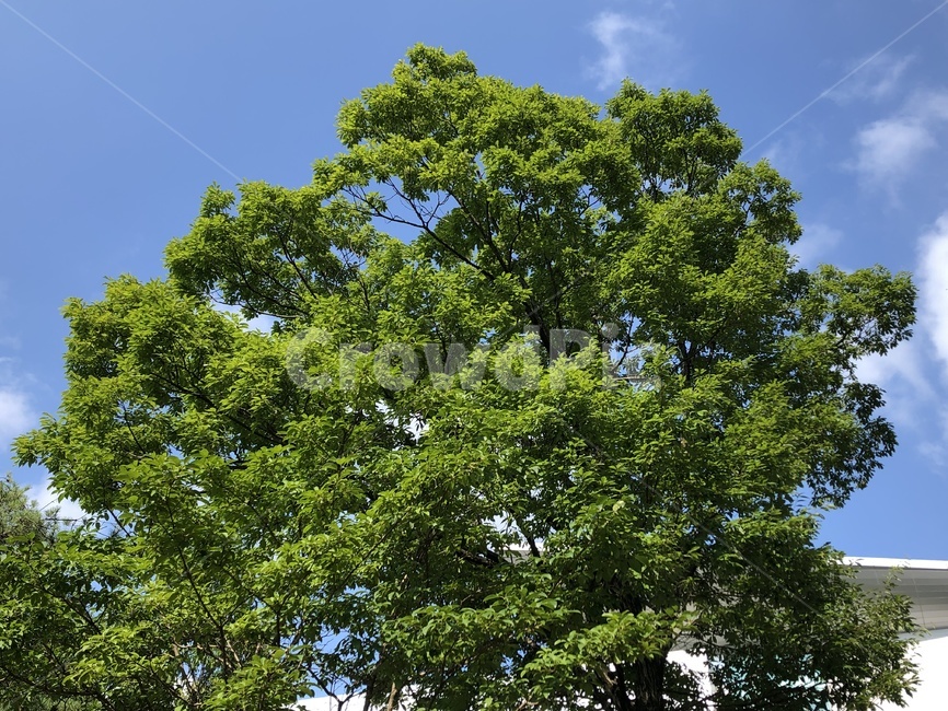 나무,풍경,청량,tree,하늘