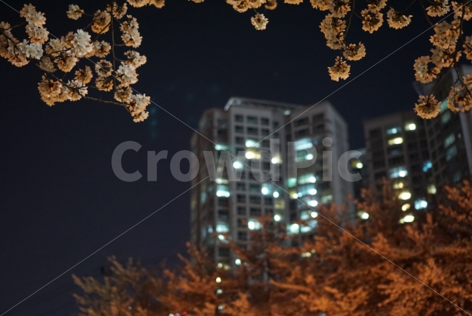 꽃,벚꽃,배경,밤벚꽃,벚꽃나무,아파트,아파트보케,부동산,모델하우스,별빛,아련,울산,울산축제,무거천,궁거랑,배경화면,바탕화면,flower,cherryblossoms,nightsky,starlight,sky,blacksky,wallpaper,식물,자연,plants,nature,도시,풍경,city,landscape,봄,계절,spring,season,꽃,flower,야경,밤,nightscape,night,plant