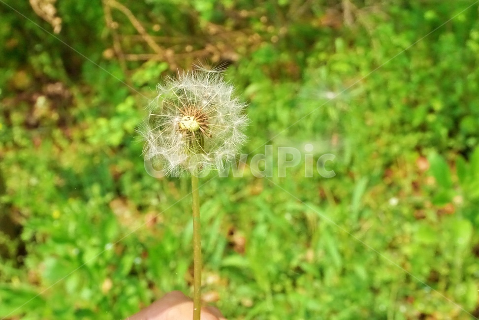 민들레,민들레꽃,꽃,봄,플라워,들꽃,flowers,flower,자연,nature
