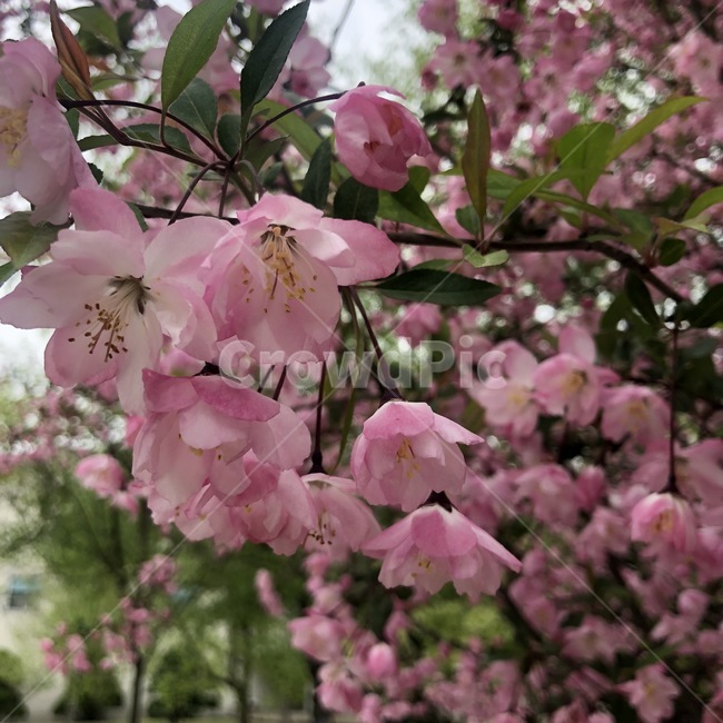 벚꽃,분홍색,꽃,핑크,봄,꽃근접,벚꽃근접,벚꽃가까이,식물,자연,plants,nature,꽃,flower