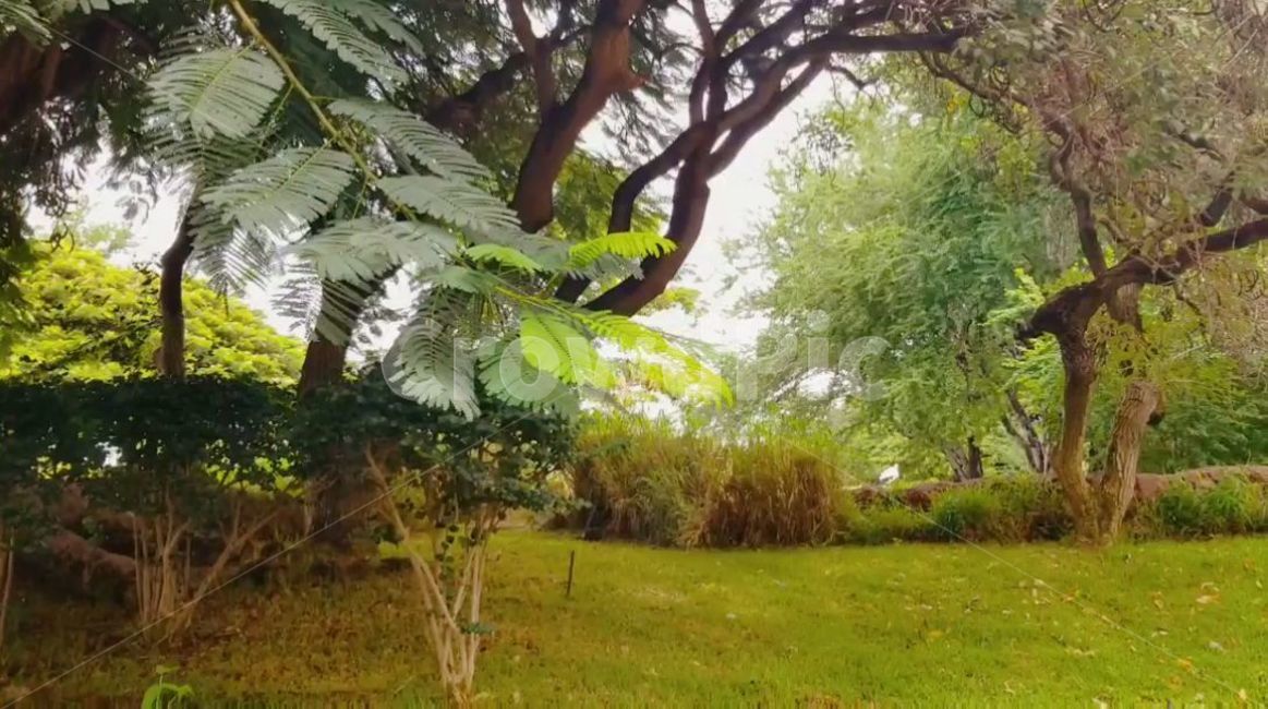 초목,plant,rainforest,열대우림,tree,land,땅,jungle,밀림,water,물,nature,자연,outdoors,옥외,나무,돌,식물,잎,잔디,grass,vegetation