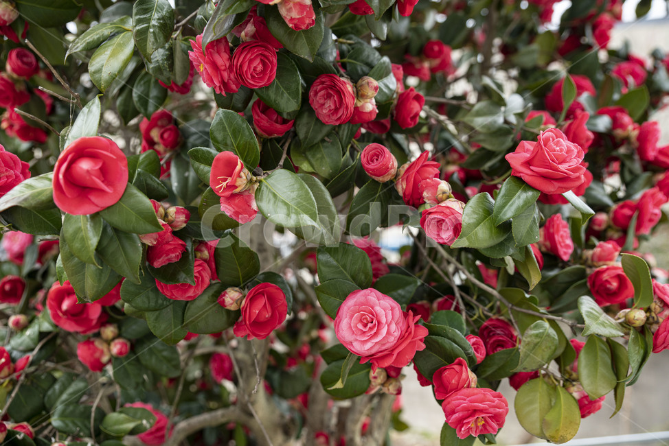 동백,동백꽃,핑크,겨울꽃,rose,장미,blossom,꽃,flower,plant,식물