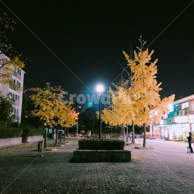 가을,은행나무,밤,배경,풍경