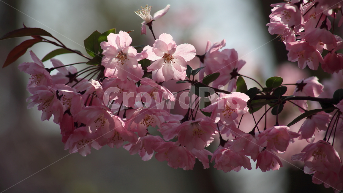 수사해당화,서부해당화,봄,malushalliana,꽃사과나무,식물,자연,plants,nature,꽃,flower