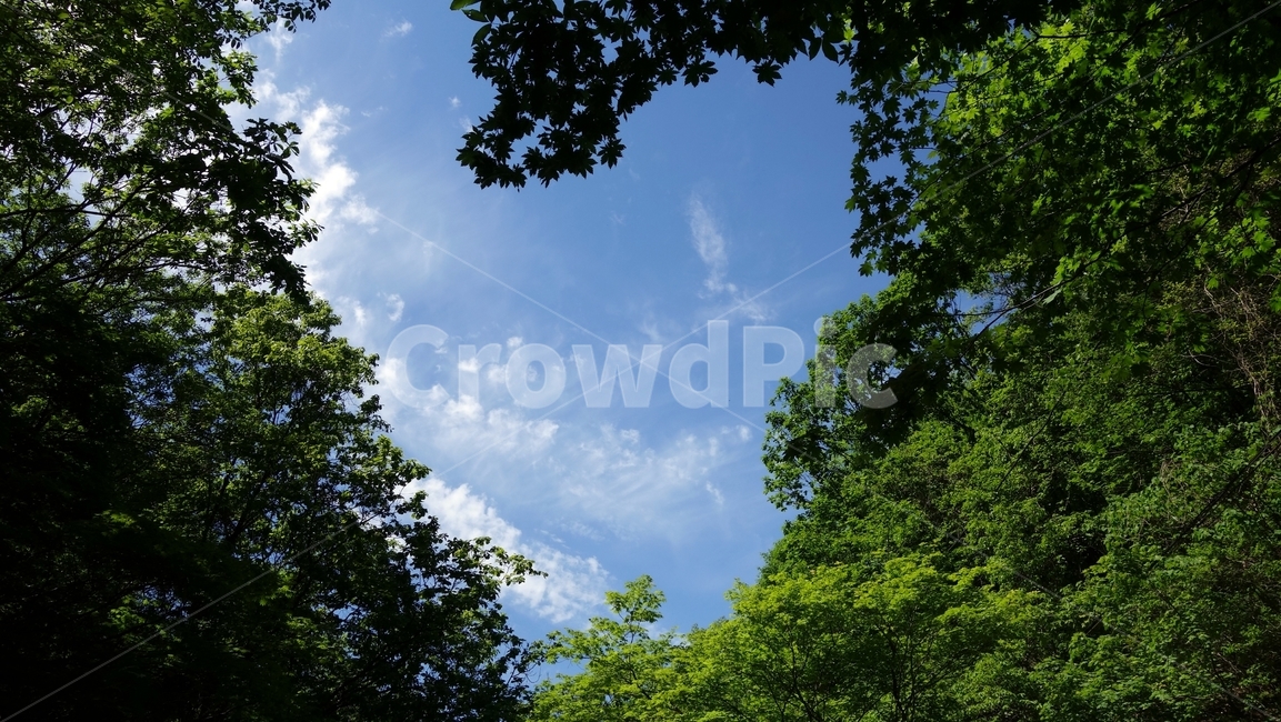 하늘,나무,구름,파란하늘,자연,식물,sky,tree,자연,풍경,nature,landscape,outdoors,옥외