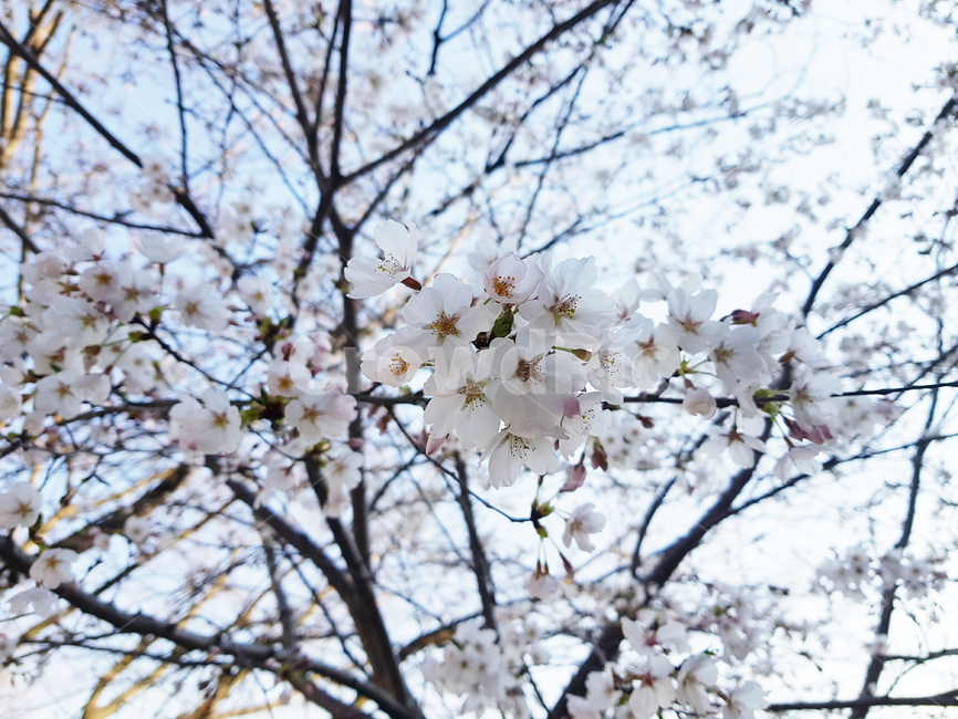 봄,꽃,나무,맑음,벚꽃,봄,계절,spring,season,식물,자연,plants,nature,꽃,flower,plant,blossom
