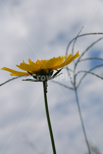꽃,식물,봄,감성,금계국,식물,자연,plants,nature,꽃,flower