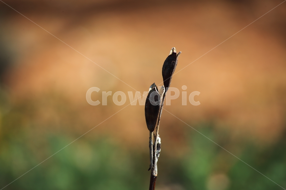 씨앗,종자,번식,식물,seed,가을,계절,fall,autumn,season,식물,자연,plants,nature,flower,꽃,sprout,새싹,bud,싹,blossom,plant