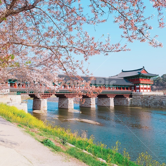 봄,벚꽃,월정교,경주,감성,봄,계절,spring,season,한국전통,한국문화,korean traditional,korean culture,랜드마크,landmark,tourist attraction,한국랜드마크,한국관광지,한국명소,korea landmark,korea tourist attraction,bridge,다리,building,건물